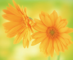 カウンセラー写真