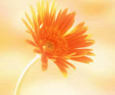 カウンセラー写真