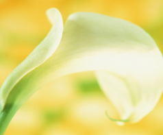 カウンセラー写真